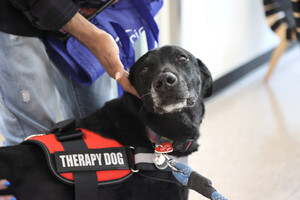 A black dog wearing a "Therapy Dog" vest being petted.