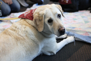 A light-colored Labrador retriever with a red vest lying on a carpet, looking towards the camera.