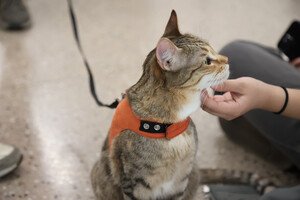 A tabby cat in an orange harness being petted under the chin.