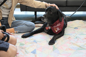 A black Labrador Retriever with a red bandana lying on a quilt next to a person.